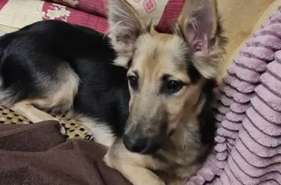 Собака найдена: ул. Энергетиков, 23А