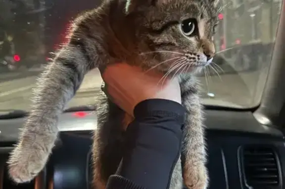 Кошка найдена: пр. Октября 114/1, Уфа