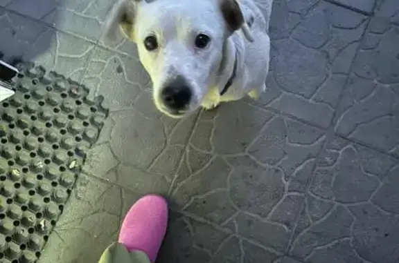 Найдена собака, Ленина, фото: Собака найдена в кафе, Фермерская 1А, Ленина