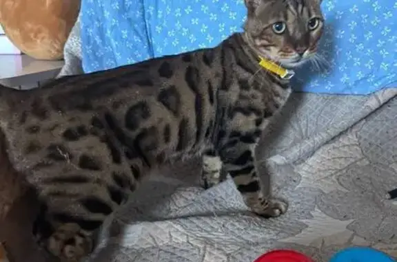 Кошки потеряшки, Троицк, фото: Потеряшка кот Макс, ул. Цвилинга 16