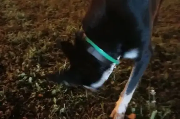 Собака в сквере Колющенко, ул. Шаумяна