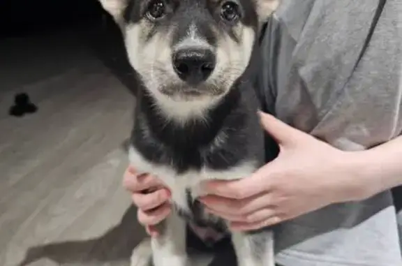 Найдена собака, Тюмень, ул. Абдуллина 2к1