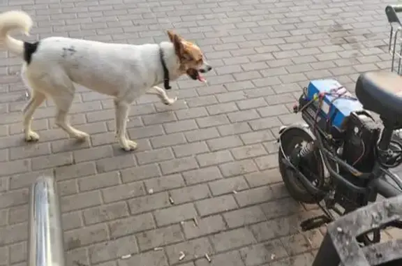 Найдена собака, , фото: Собака найдена: Центральная ул., 15А