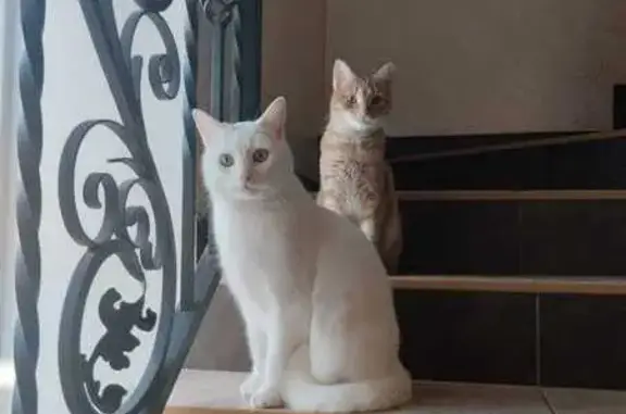 Кошки потеряшки, Псков, фото: Потеряшка кошка, Корытовское ш., 15А, Псков