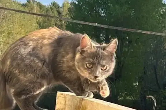 Кошки потеряшки, Екатеринбург, фото: Потеряшка кошка на Теплогорском 8, помогите!