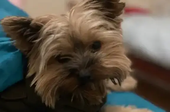 Пропала собака: Одесская ул., Геленджик