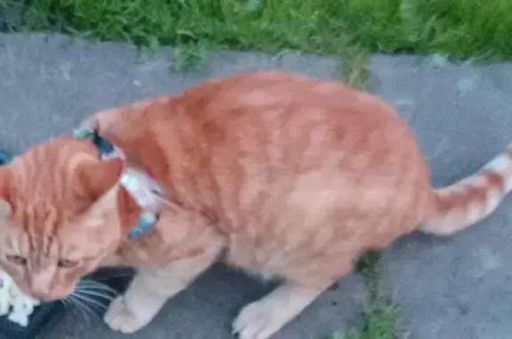 Найдена кошка, Вологда, фото: Кошка найдена: Заречная ул., Вологда