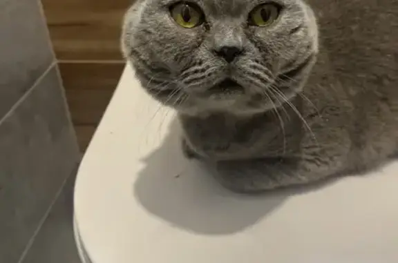 Найдена кошка, Новосибирск, фото: Кошка найдена: Киевская 10, Новосибирск