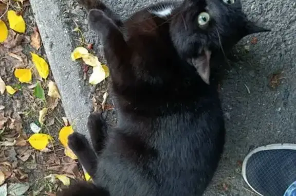 Найдена кошка, Тюмень, фото: Кошка найдена: Пионерская 7, Тюмень