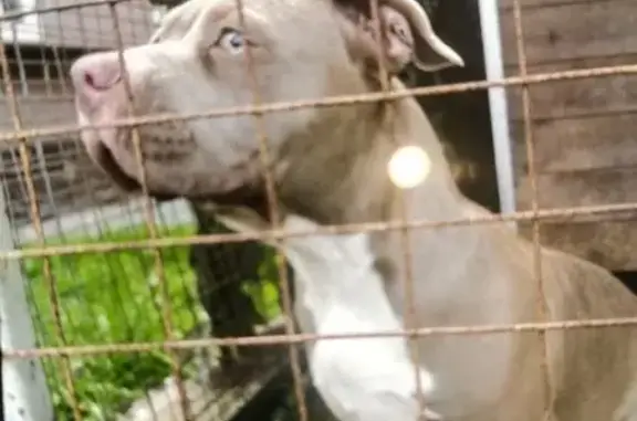 Найдена собака, 1А к21, Варваровка