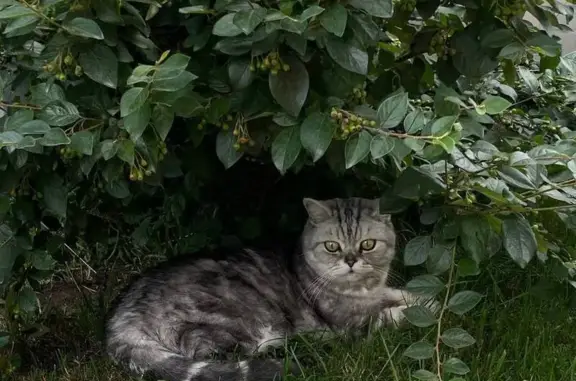 Пропала кошка, ул. Матросова 1А, Кондратово