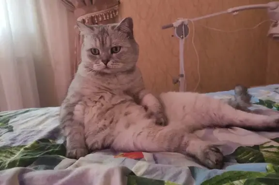 Кошки потеряшки, Набережные Челны, фото: Потеряшка кошка, Жасминовая 28, НЧ.