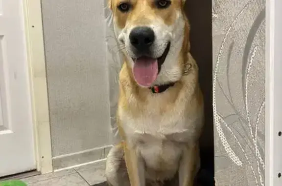 Найдена собака, Новосибирск, фото: Найдена собака, Ватутина 85, Новосибирск