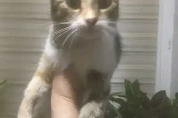 Кошка найдена: 163-й квартал, Рославль