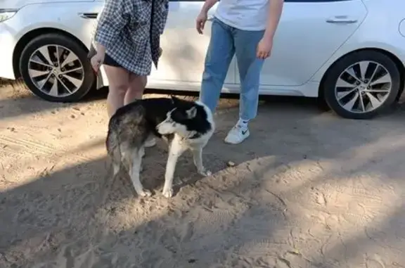 Найдена собака, Тамбовская область, фото: Хаски найден в Тамбовской области