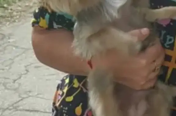 Собаки потеряшки, Саратов, фото: Потеряшка собака на Щорса, 6, Саратов