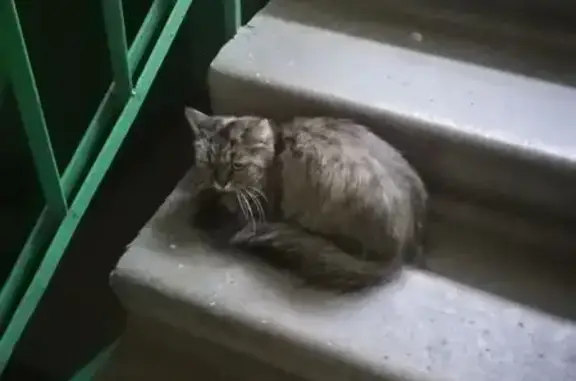 Кошка найдена у Свердлова, 24, Балашиха