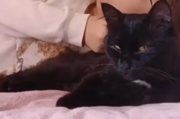 Пропала кошка, ул. Семенюка, 19, Й-Ола