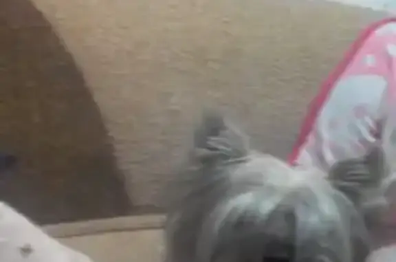 Пропала собака в Андрусово, Крым