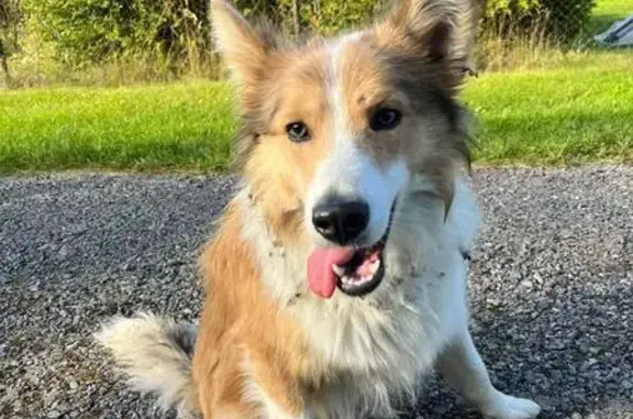 Собака найдена: Михнево, Московская 19А