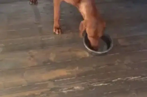 Найдена собака, , фото: Собака найдена: Ногинск, МО