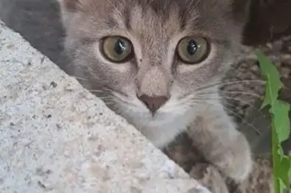 Пропала кошка, Обиковская 86, Чебоксары