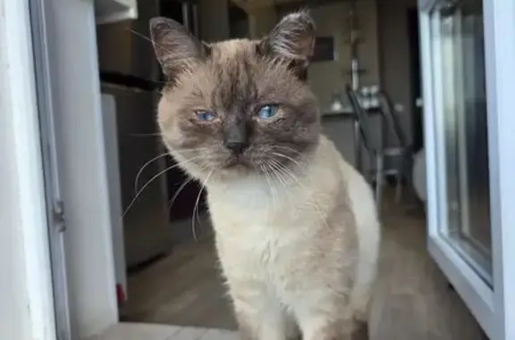 Найдена кошка, Казань, фото: Кошка найдена на Проточной, 12, Казань