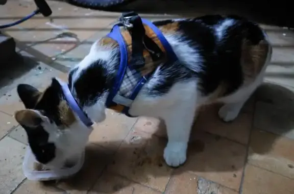 Найдена кошка, Коломна, фото: Кошка найдена: Огородная ул., 86, Коломна