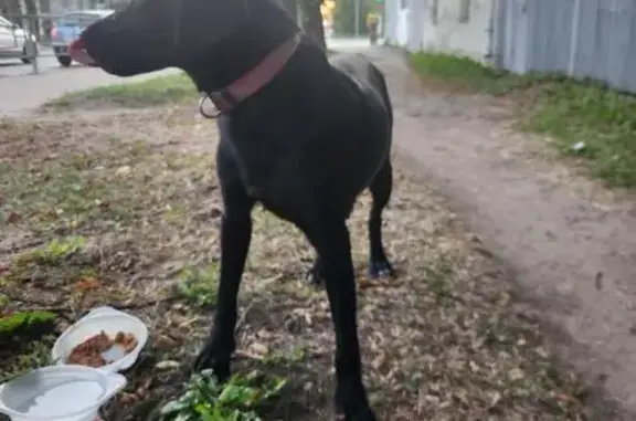 Найдена собака, Тверь, фото: Собака найдена на Пожарной площади, Тверь