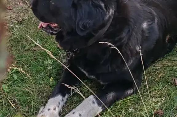 Найдена собака, Светлое Поле, фото: Потерян алабай в Светлом Поле, Городцовка