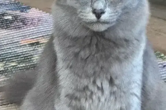 Кошки потеряшки, Щучье, фото: Потеряшка кошка, Щучье, усадьба МСО, 20