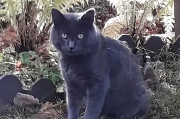 Кошка найдена: Каринское, Владимирская обл.