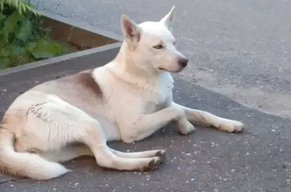 Собаки потеряшки, Ярославская область, фото: Потеряшка собака, Семибратово, Ярославль