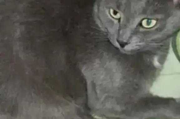 Кошки потеряшки, Саратов, фото: Потеряшка кошка, Отрадная ул., Саратов