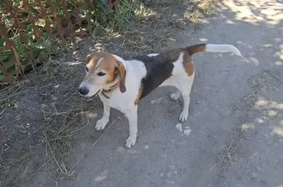 Найдена собака, Волгоград, фото: Собака найдена: Волгоград, обл.