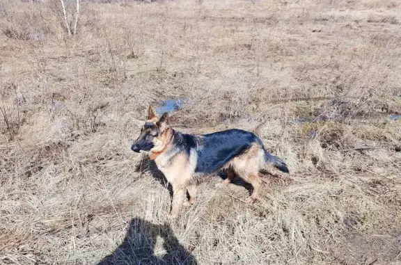 Собаки потеряшки, Челябинск, фото: Потеряшка собака, Челябинск, Керамзавода 74