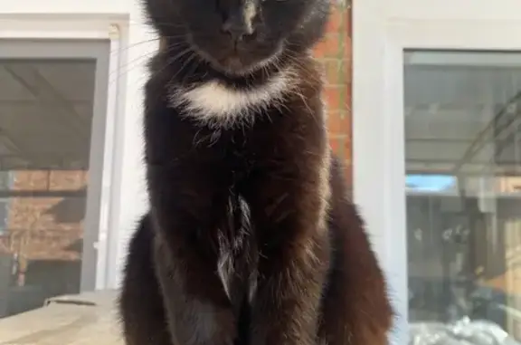 Кошки потеряшки, Краснодар, фото: Потеряшка кошка Сима, 2-й Продольный, 53