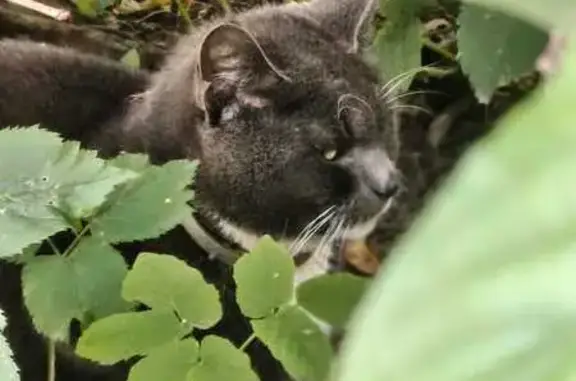 Найден кот, Варшавская ул. 45 к4, СПб