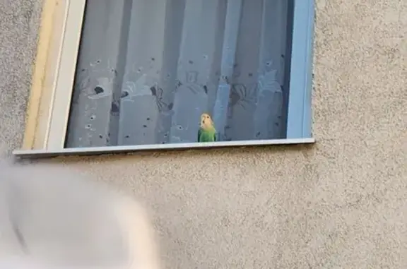 Потерянные животные Белгород, фото: Пропала птица, Генерала Апанасенко 56А