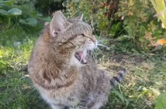 Кошка найдена: Центральная ул. 3П, Вел. Новгород