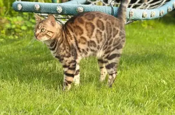 Пропала кошка в Борковском с/п