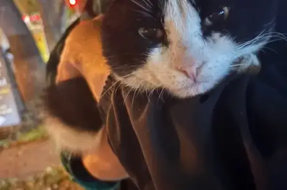 Найдена кошка, Тюмень, фото: Найдена кошка, ул. Республики 47, Тюмень