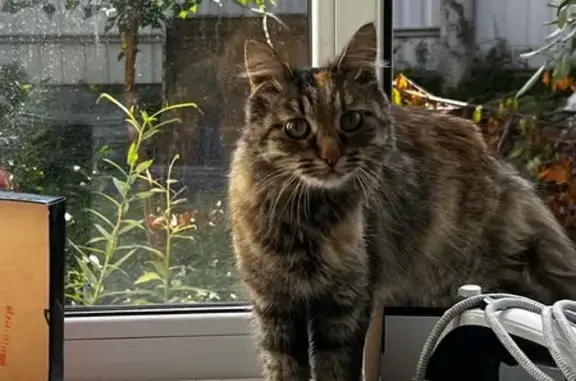 Найдена кошка, Ульяновск, фото: Кошка найдена, ул. Врача Михайлова, Ульяновск