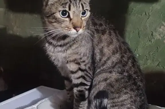 Найдена кошка, Ижевск, фото: Найдена беременная кошка, ул. Мурмана, 2