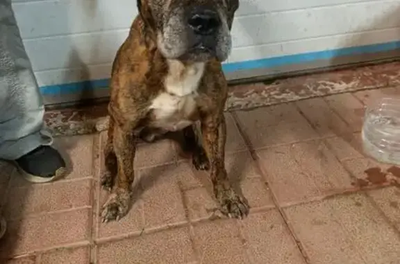 Найдена собака, Софрино, фото: Собака найдена: 1-я Зелёная ул., Софрино