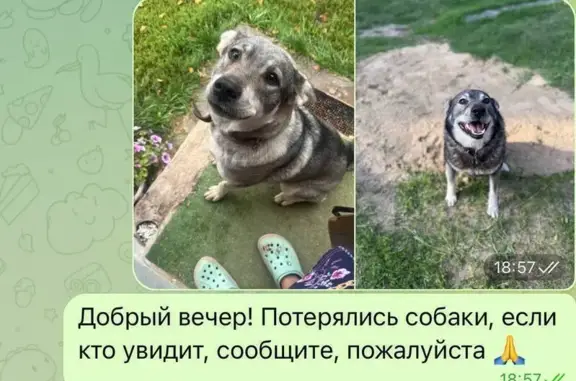 Пропала собака в Лавровском, Владимирская обл.