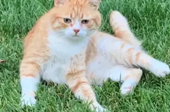 Пропала кошка, 1 Аллея, 25, Таганрог