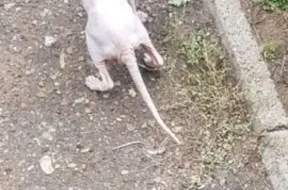 Кошка Сфинкс найдена: Уфа, Рабкоров 8