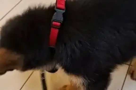 Собаки потеряшки, Московская область, фото: Потеряшка овчарка, Жаворонки, МО