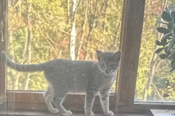 Найдена кошка, Нижний Новгород, фото: Котёнок найден: ул. Сусловой, 10 к1, НН